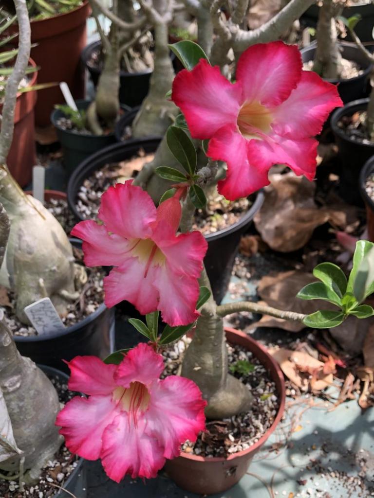 Desert Rose pink n red cluster 05-09-20.JPG