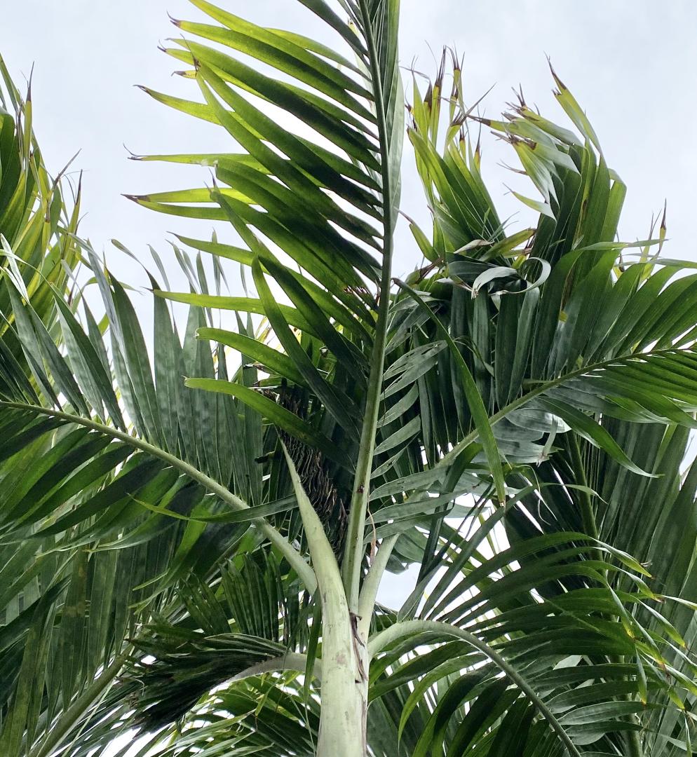 Boron deficiency? - DISCUSSING PALM TREES WORLDWIDE - PalmTalk