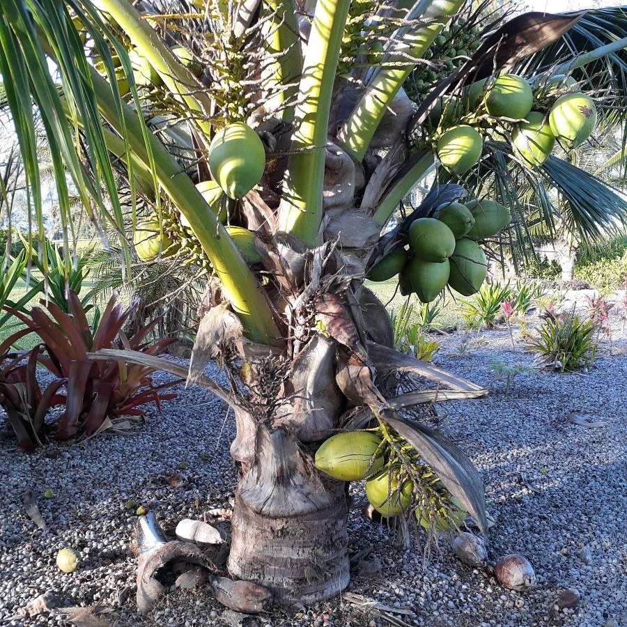 Dwarf Fiji Coconut - DISCUSSING PALM TREES WORLDWIDE - PalmTalk