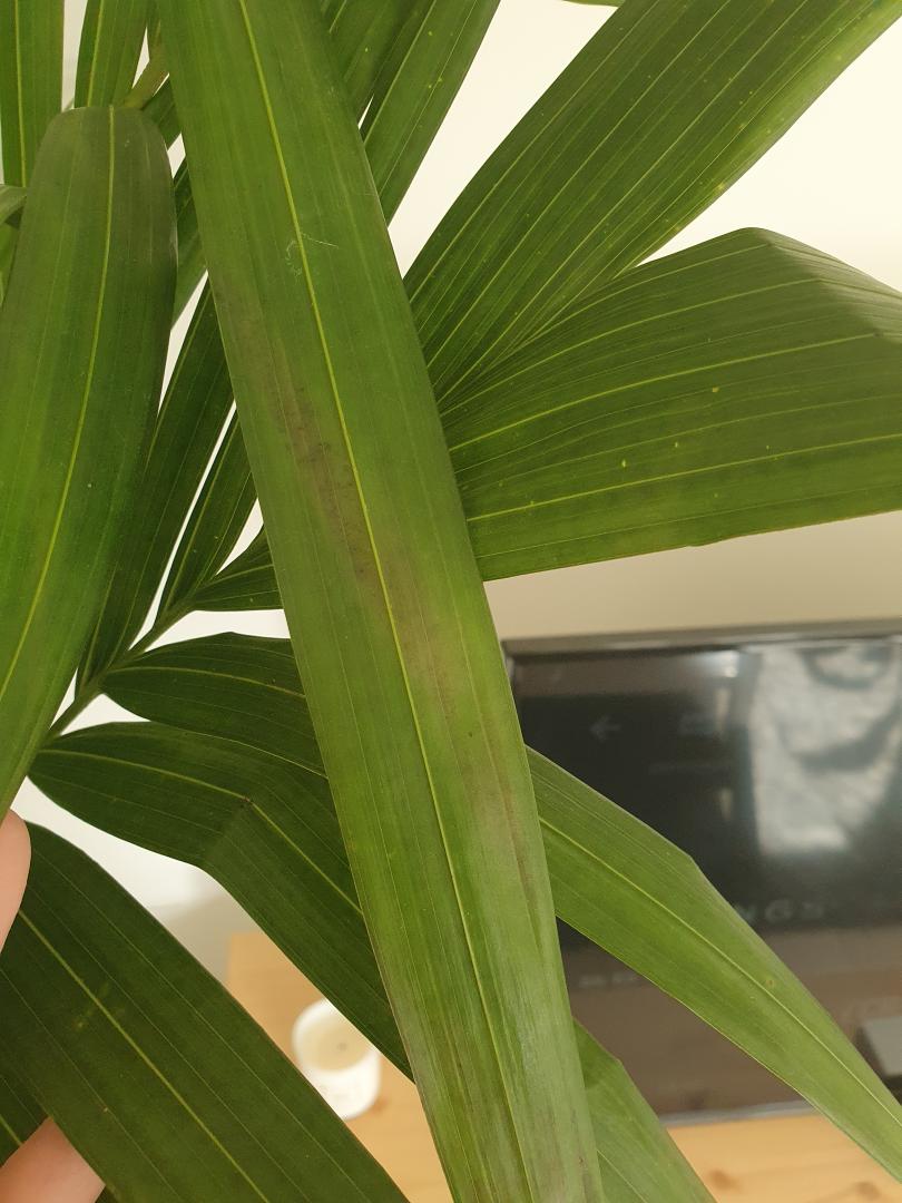 Help with Bangalow Palm - PALMS IN POTS - PalmTalk