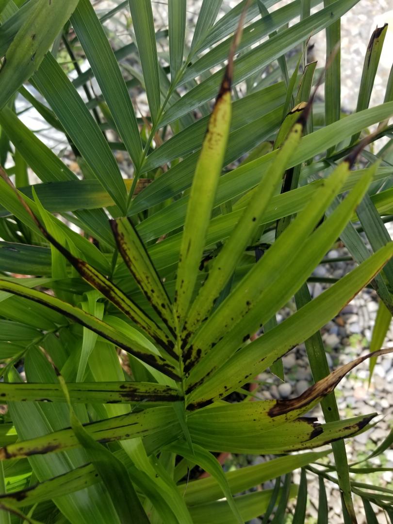 Chamaedorea cataractarum cat palm problems - DISCUSSING PALM TREES ...