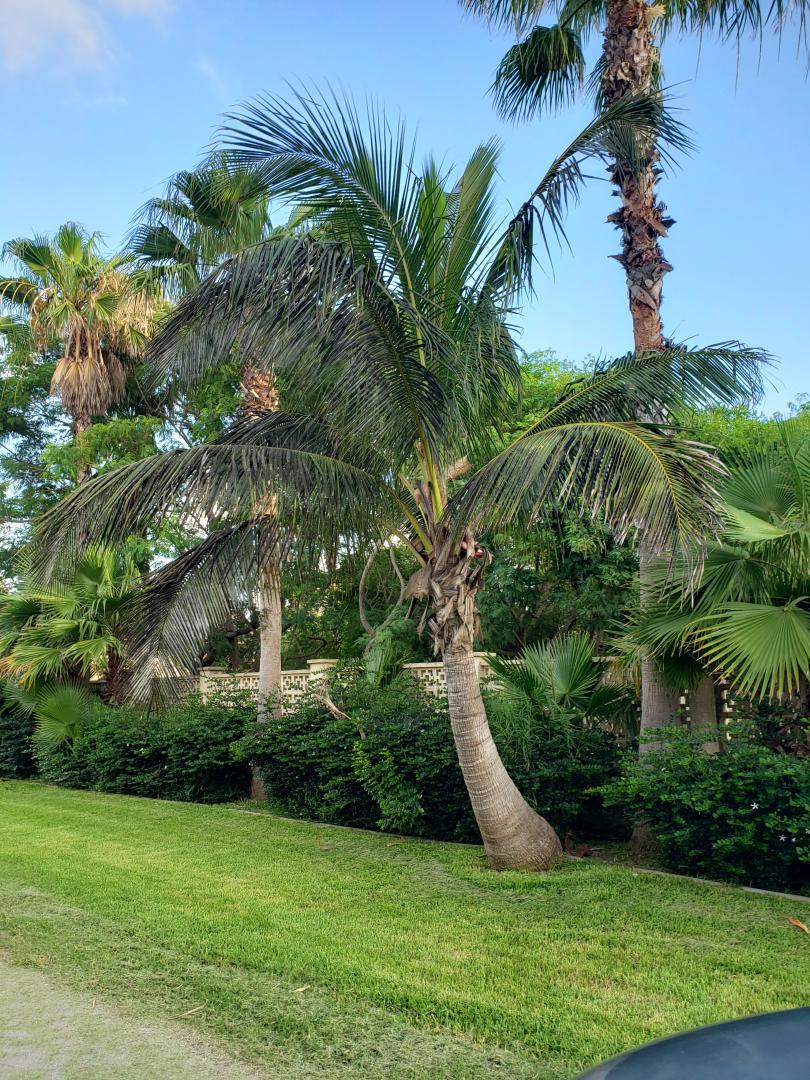 Zone 10 palms in South Texas - DISCUSSING PALM TREES WORLDWIDE - PalmTalk