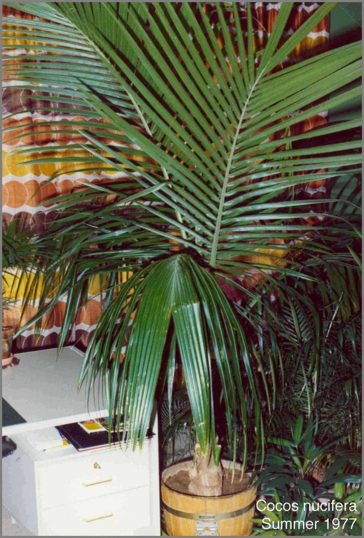 Coconut Palm Question Palms In Pots Palmtalk