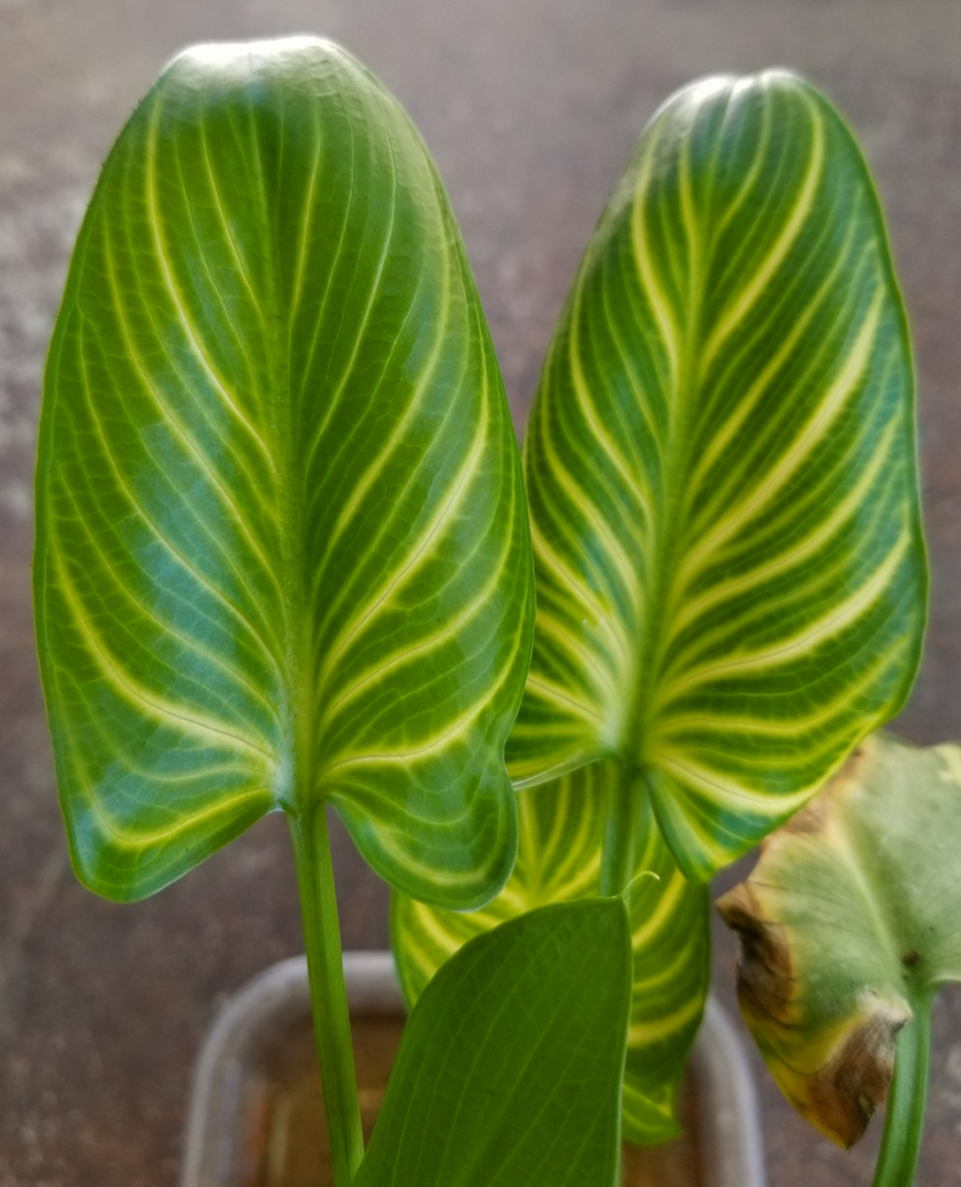 A less common variety of calla lily (Zantesdeschia aethiopica 'African Gold')  - TROPICAL LOOKING PLANTS - Other Than Palms - PalmTalk