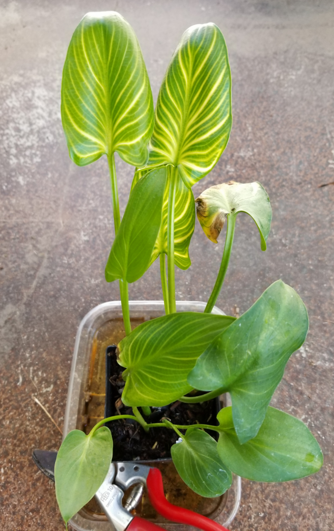 A less common variety of calla lily (Zantesdeschia aethiopica 'African Gold')  - TROPICAL LOOKING PLANTS - Other Than Palms - PalmTalk