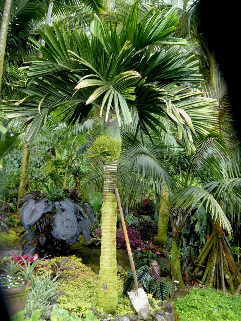 Dwarf catecu - DISCUSSING PALM TREES WORLDWIDE - PalmTalk