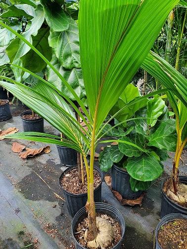 My First Coconut Palm! - PALMS IN POTS - PalmTalk