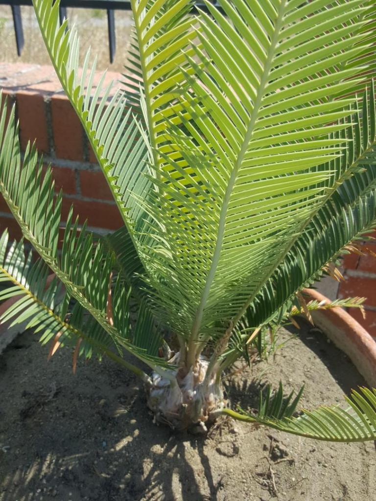 dioon edule rio verde.jpg