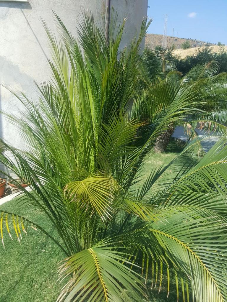 macrozamia communis.jpg