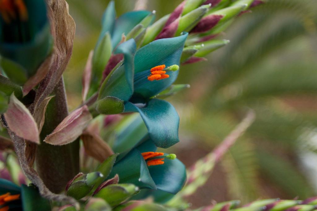 20130424-IMG_4604 Puya alpestris.jpg