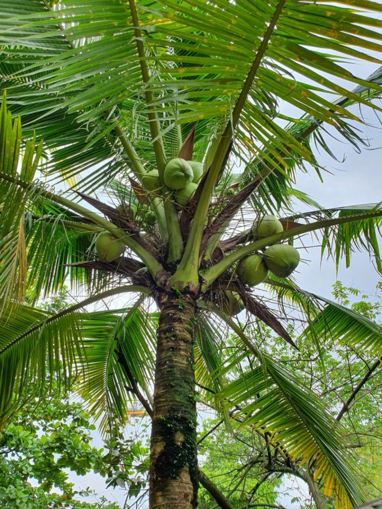Growing coconut in Melbourne Australia, is it possible? - DISCUSSING ...