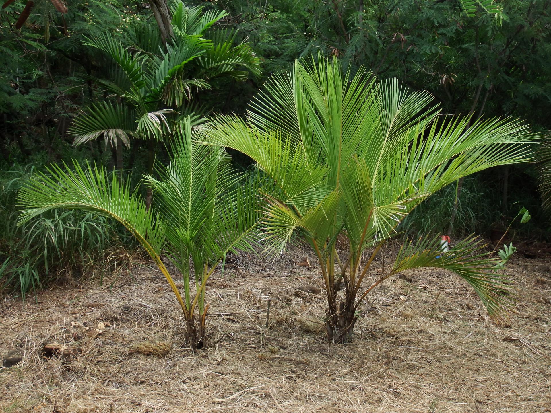 Jubaeopsis caffra germination to trunking - DISCUSSING PALM TREES WORLDWIDE  - PalmTalk