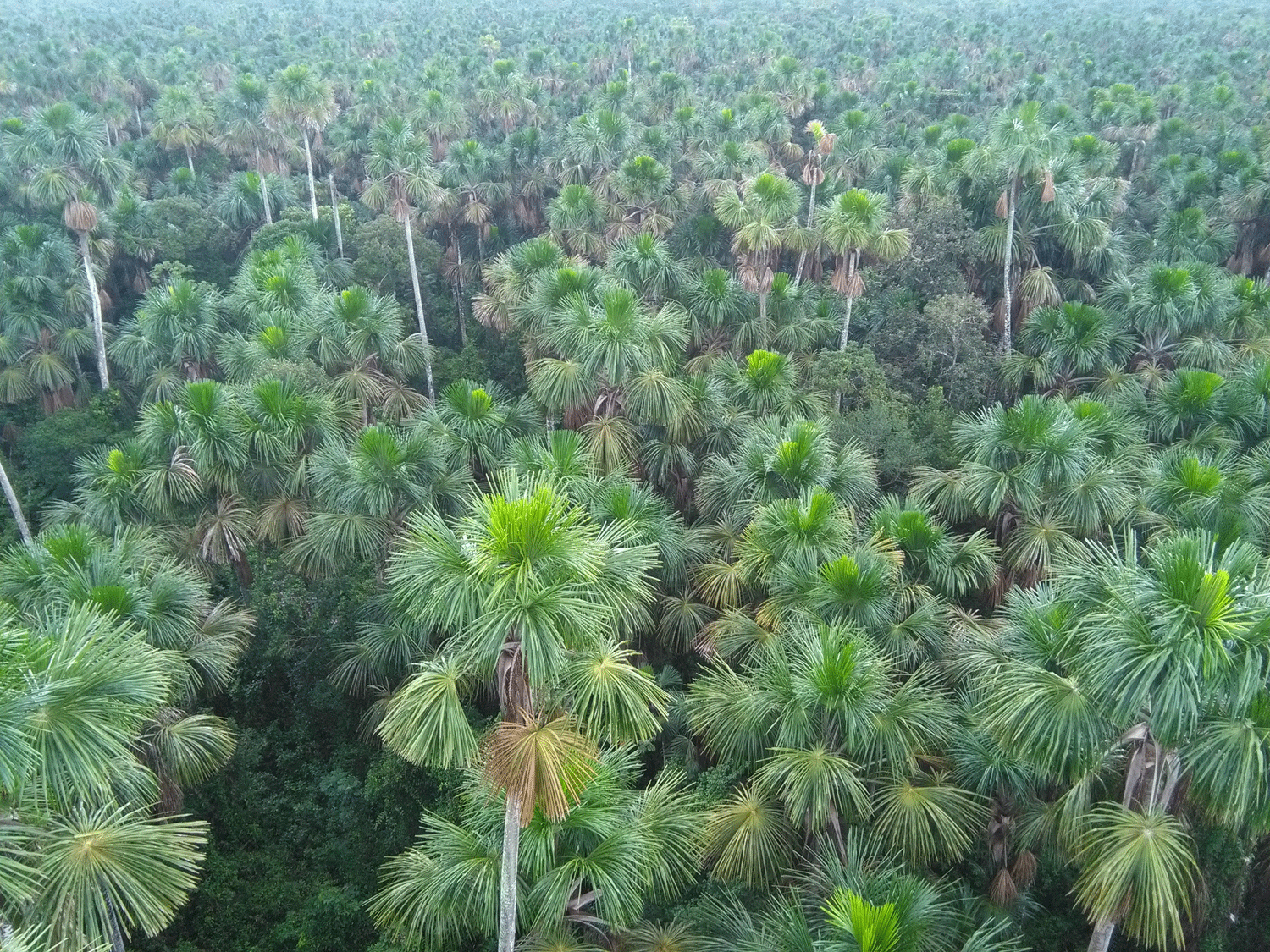 where-do-palm-trees-grow-and-why-does-it-matter-discussing-palm