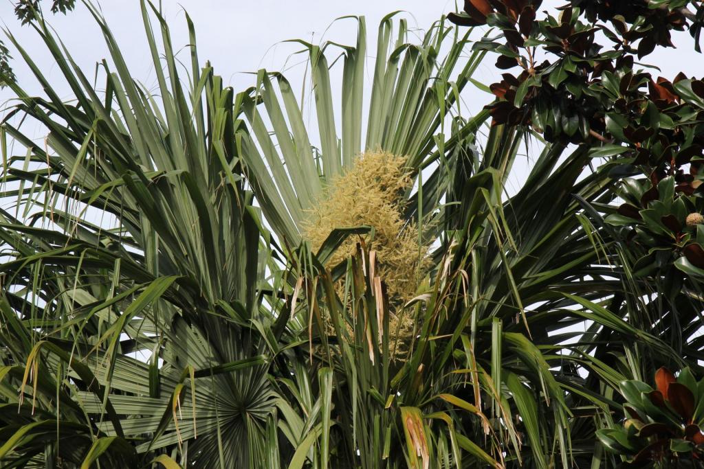 Mauritiiformis_in_flower2020.jpg