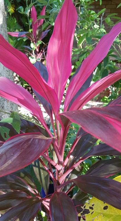 Cordyline Burgundy Spire? - TROPICAL LOOKING PLANTS - Other Than Palms ...