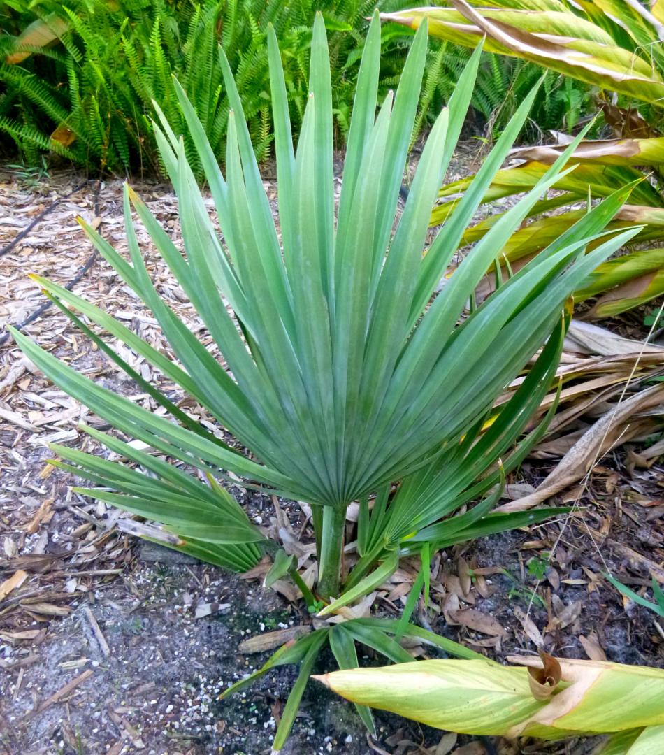 Copernicia Fallaensis problem, deficiency, water or normal ...