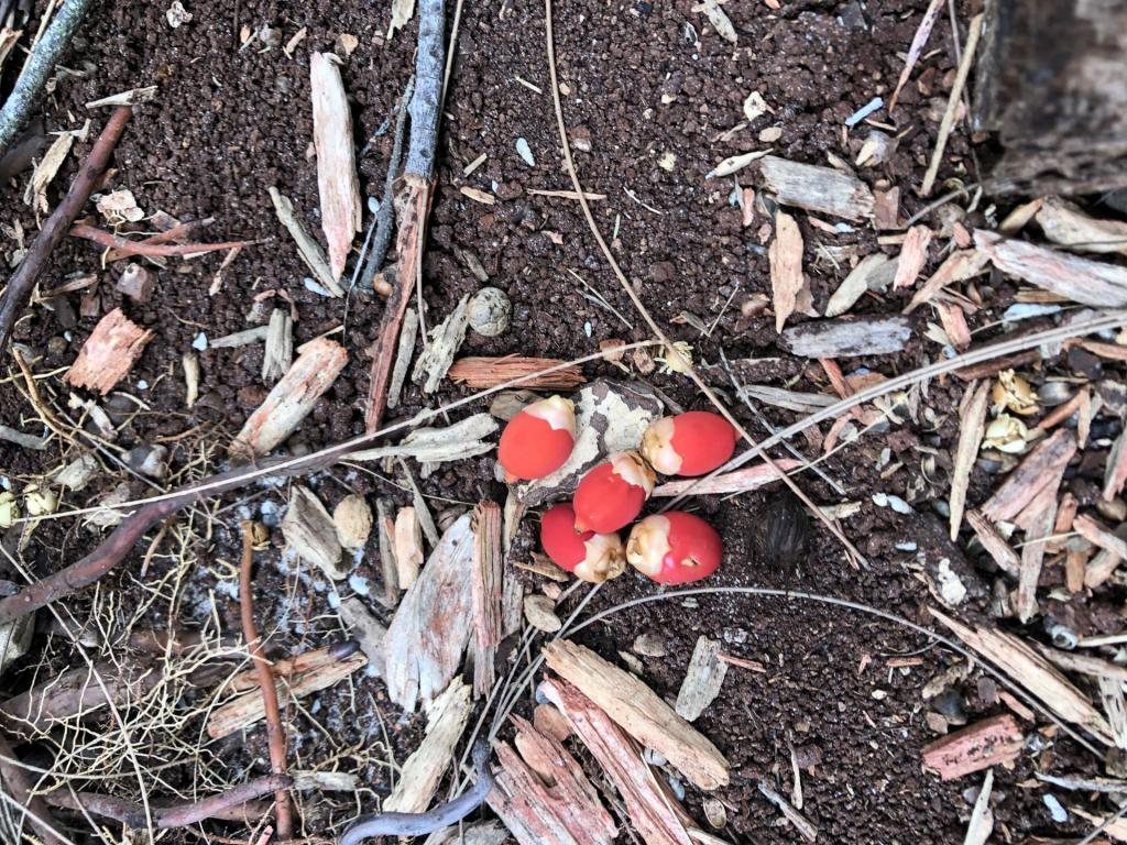 Carpentaria acuminata seeds 02 8-18-20.JPG