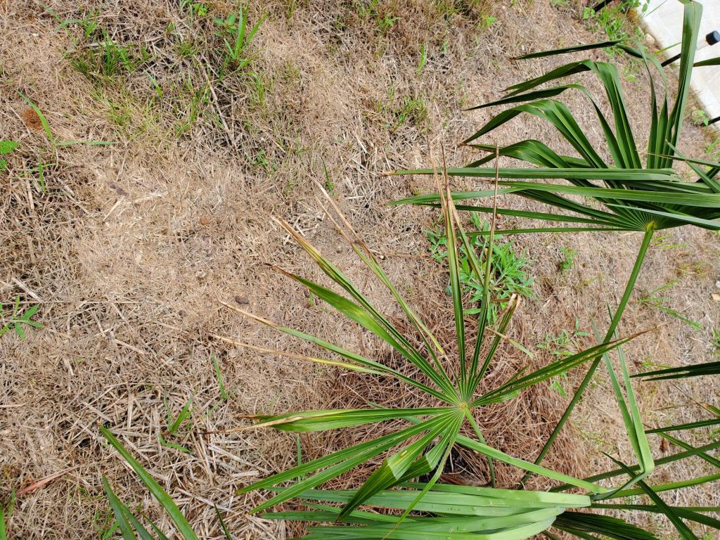 Brown tips on Windmills - DISCUSSING PALM TREES WORLDWIDE - PalmTalk