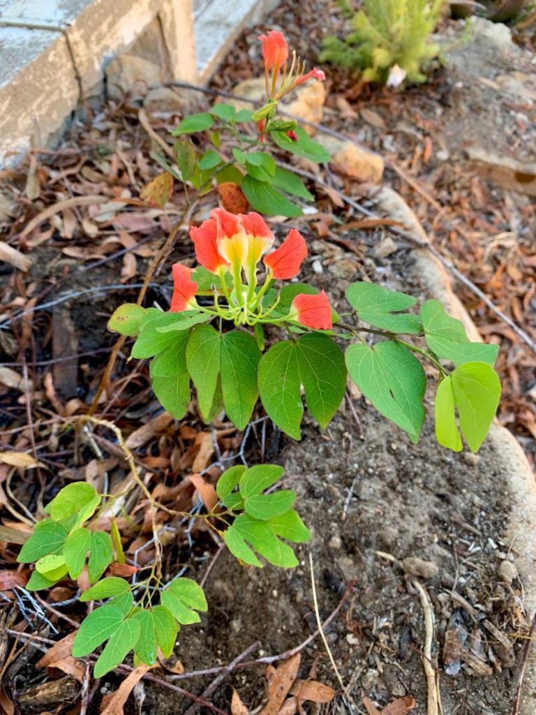 bauhinia madagascariensis.jpg