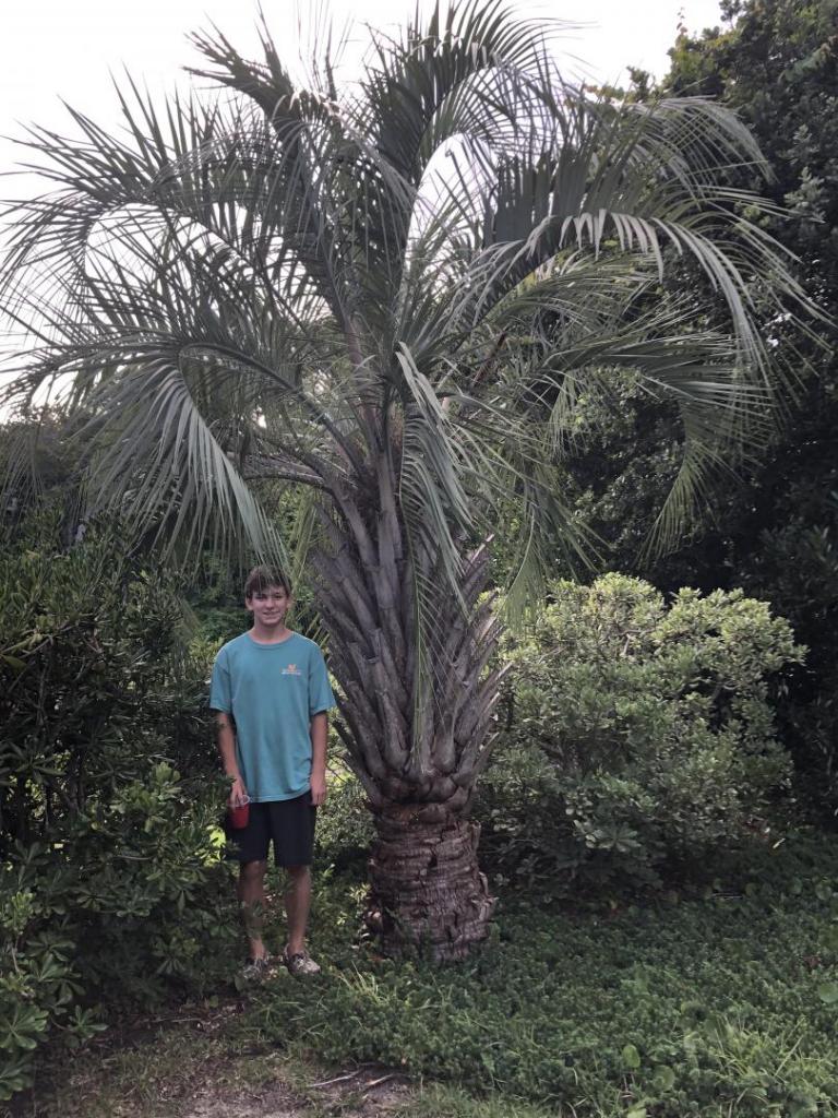 How Much Space Does A Pindo Need Cold Hardy Palms Palmtalk