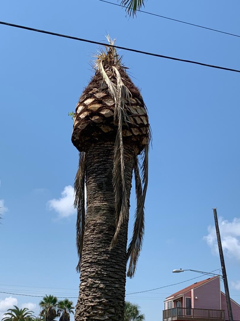 Can Date Palms be damaged by power lines? - DISCUSSING PALM TREES