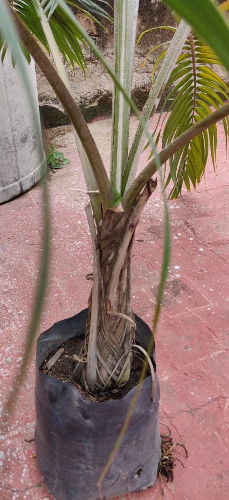 PalmTrunk.jpg.70ea6b813555fe1118670a32199dbfa7.jpg