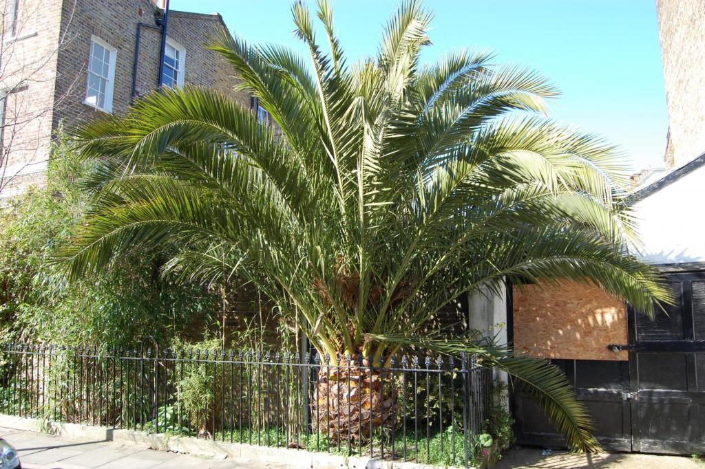 phoenix-canariensis.thumb.jpg.4fa403c4fb6da58ebd9074d97215ad3b.jpg