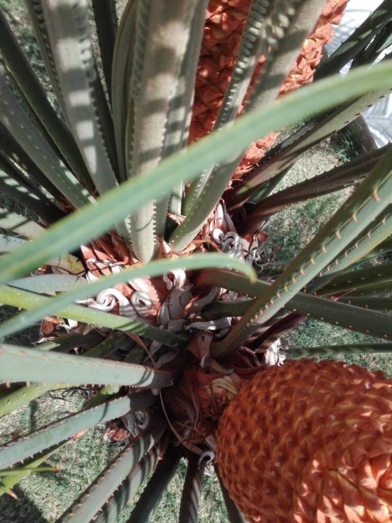 cycas thouarsii 5.jpg