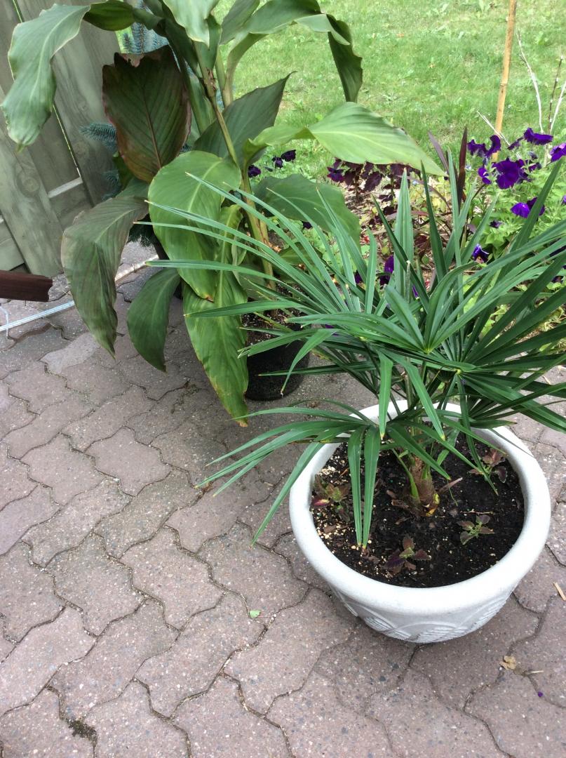 Windmill Palm fronds bending - COLD HARDY PALMS - PalmTalk