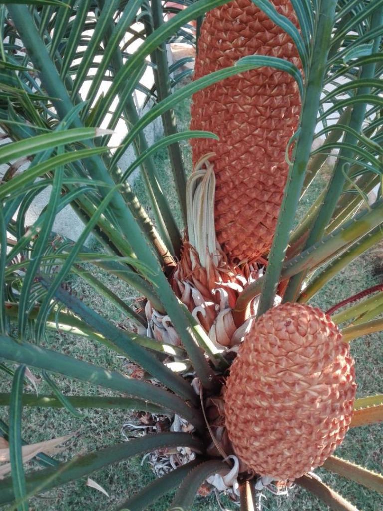 cycas thouarsii 3.jpg