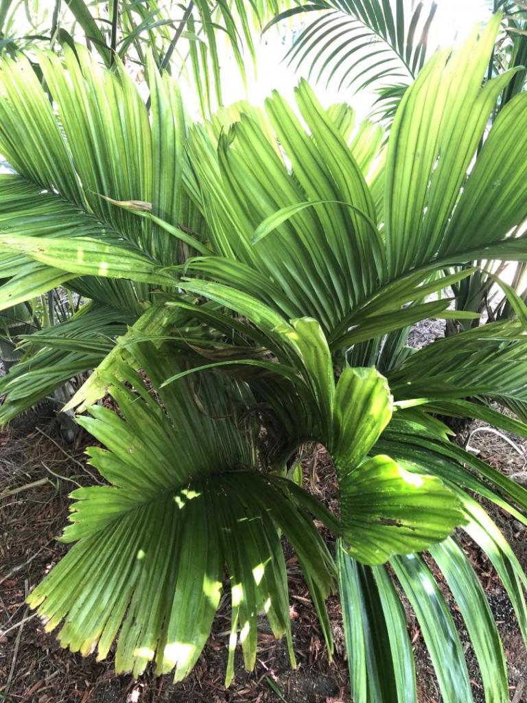 Areca catechu Dwarf & Semi-Dwarf go in the ground - DISCUSSING PALM