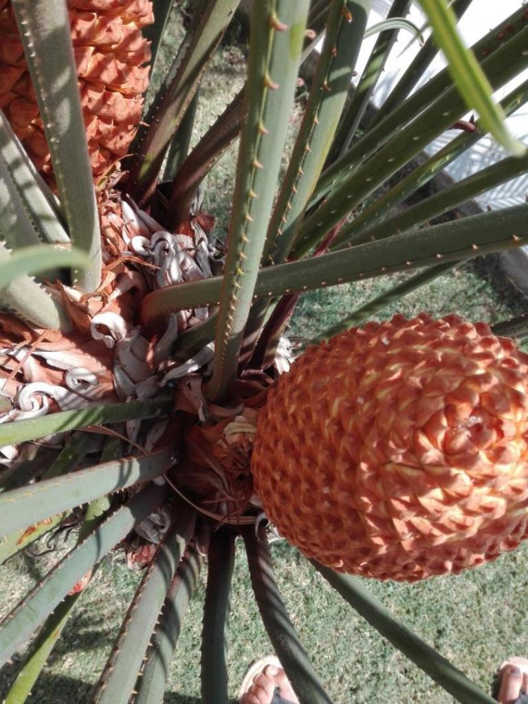 cycas thouarsii 4.jpg