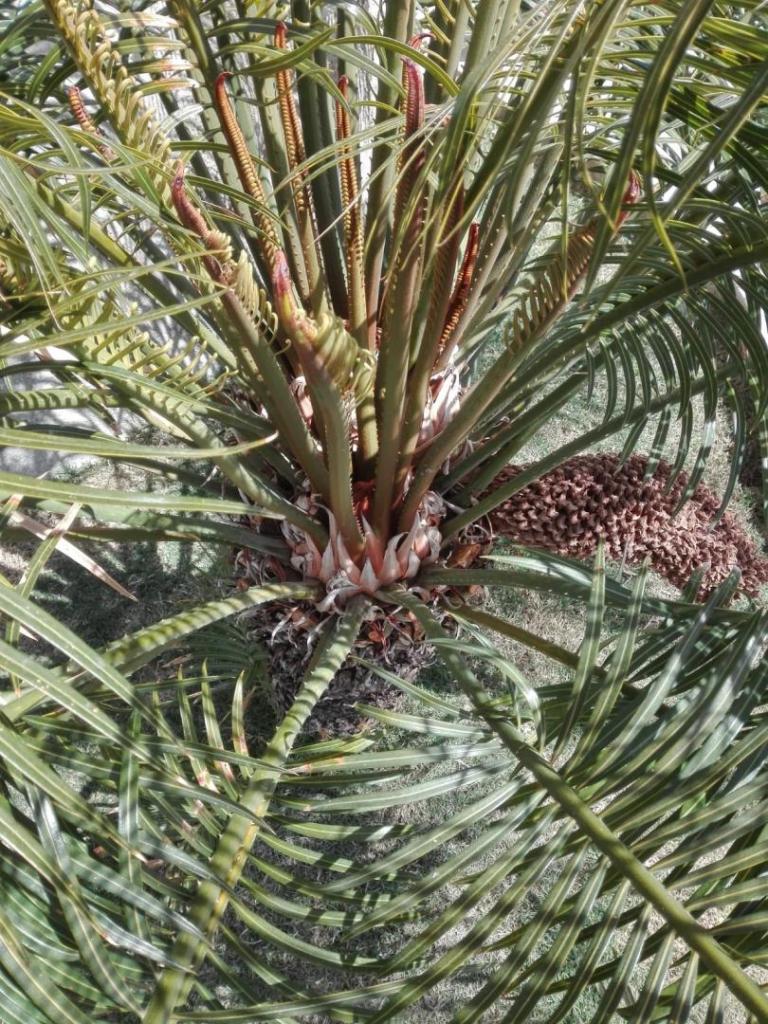 cycas thouarsii 8.jpg