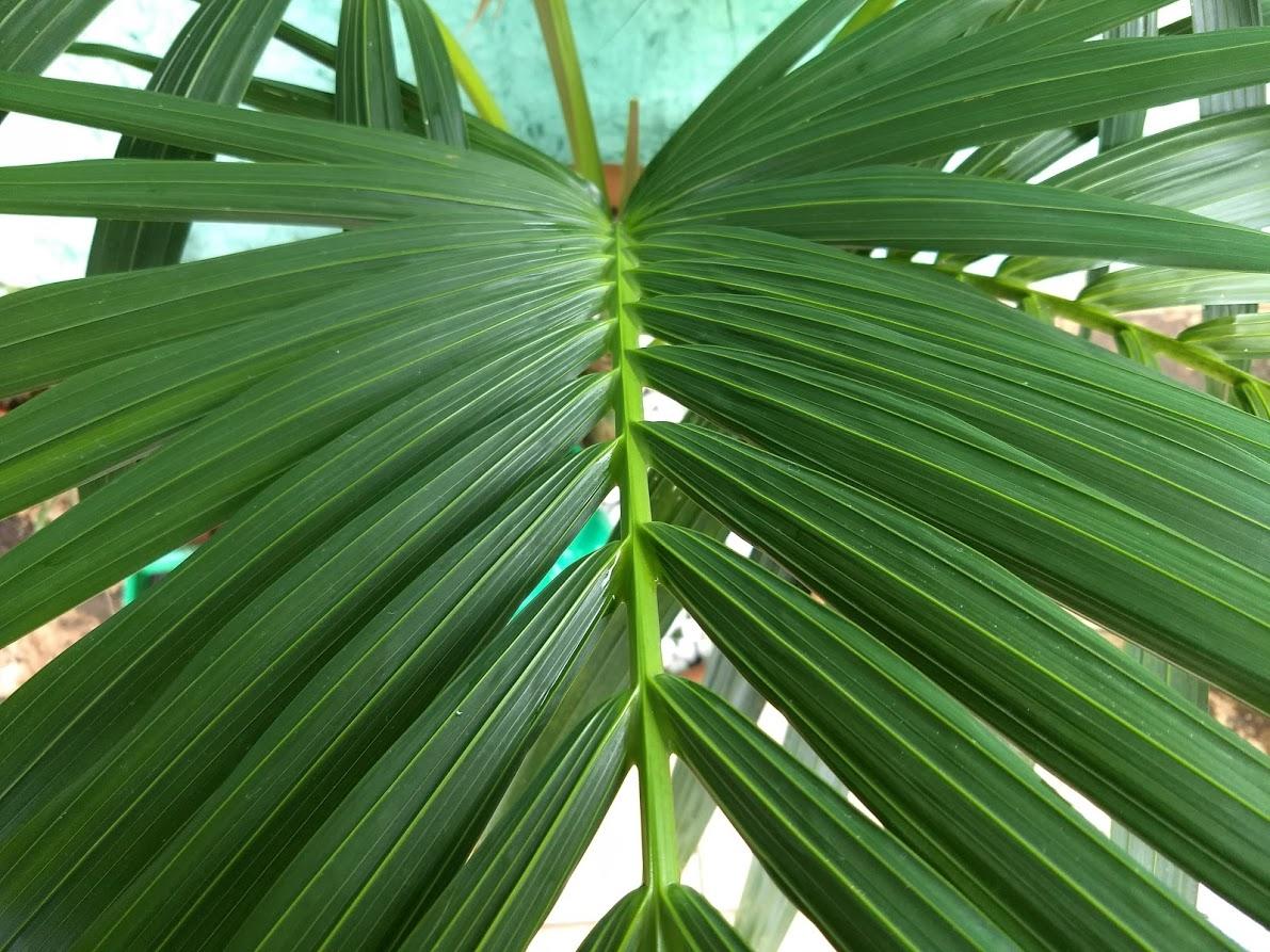 What disease is on my Kentia? - DISCUSSING PALM TREES WORLDWIDE - PalmTalk