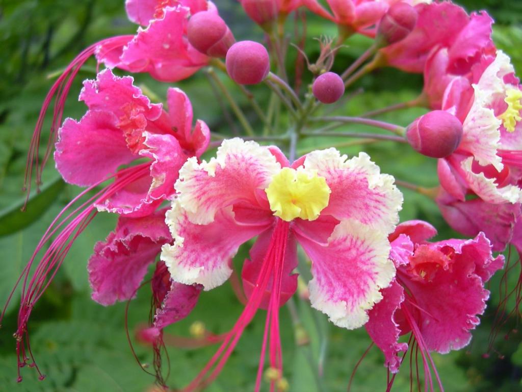 _Caesalpinia_pulcherrima compton.jpg