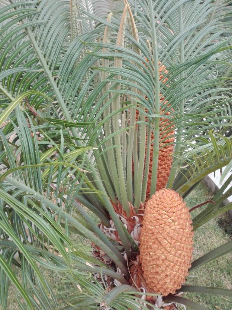 cycas thouarsii 2.jpg