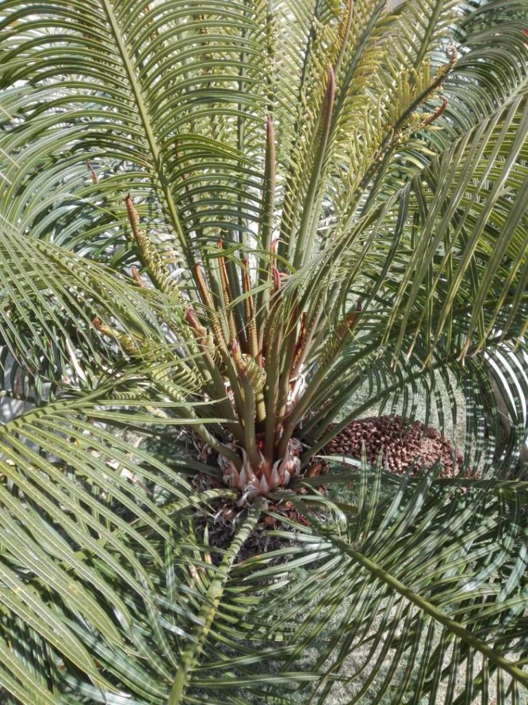 cycas thouarsii 7.jpg