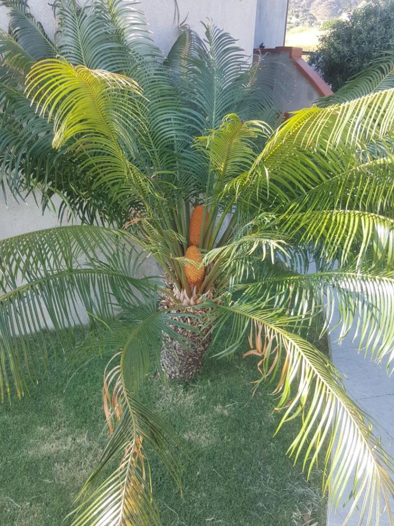 cycas thouarsii 1.jpg