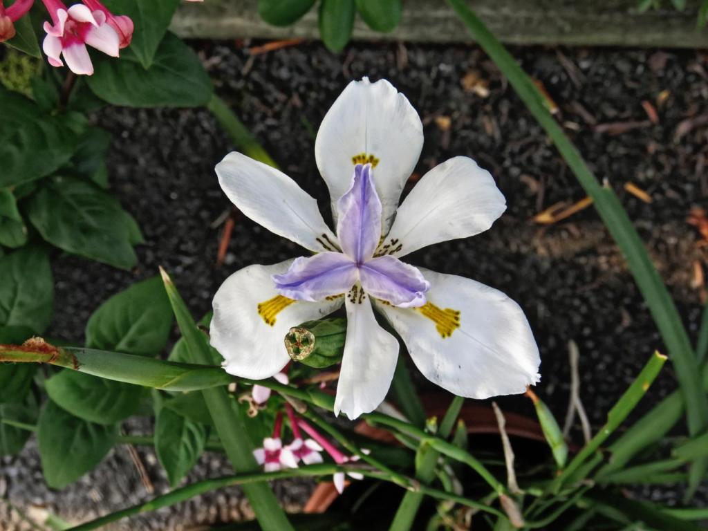 South African Iris.jpg