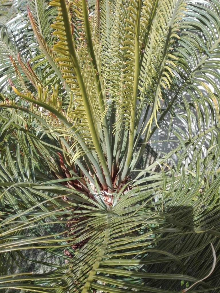 cycas thouarsii 9.jpg