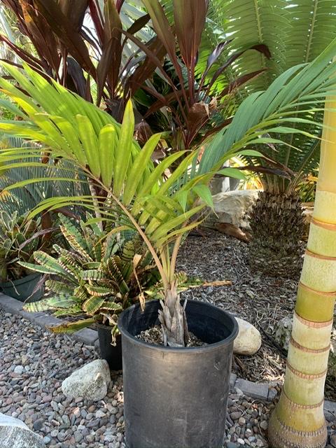 Cyphophoenix Elegans - For Sale - Palmtalk