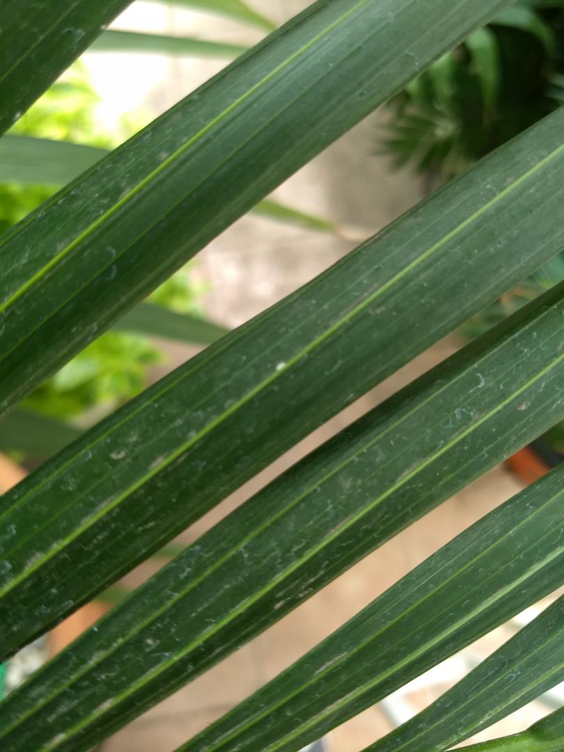 What disease is on my Kentia? - DISCUSSING PALM TREES WORLDWIDE - PalmTalk