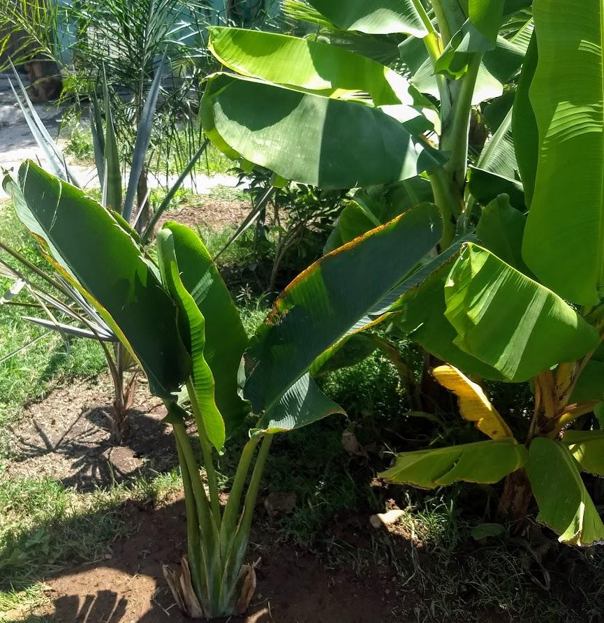 Giant Bird of Paradise or Bird of Paradise? - DISCUSSING PALM TREES ...