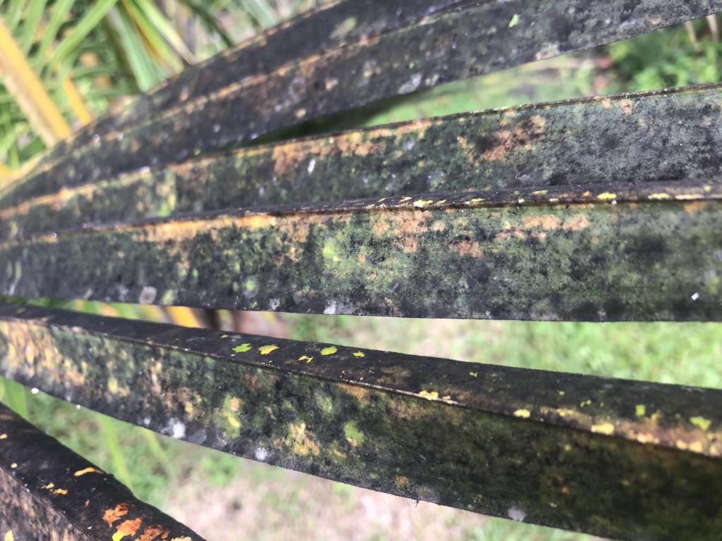 Diseases Of Palm Trees