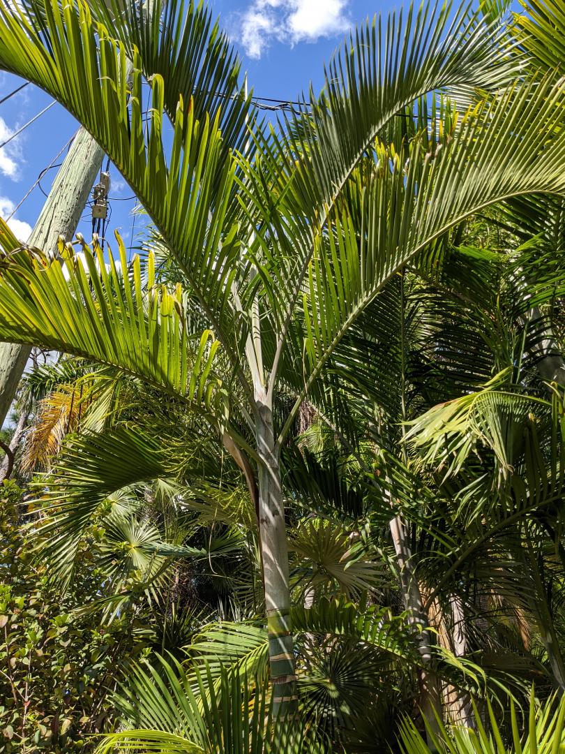 Dypsis sp. 'Mayotte' Seed - For Sale - PalmTalk