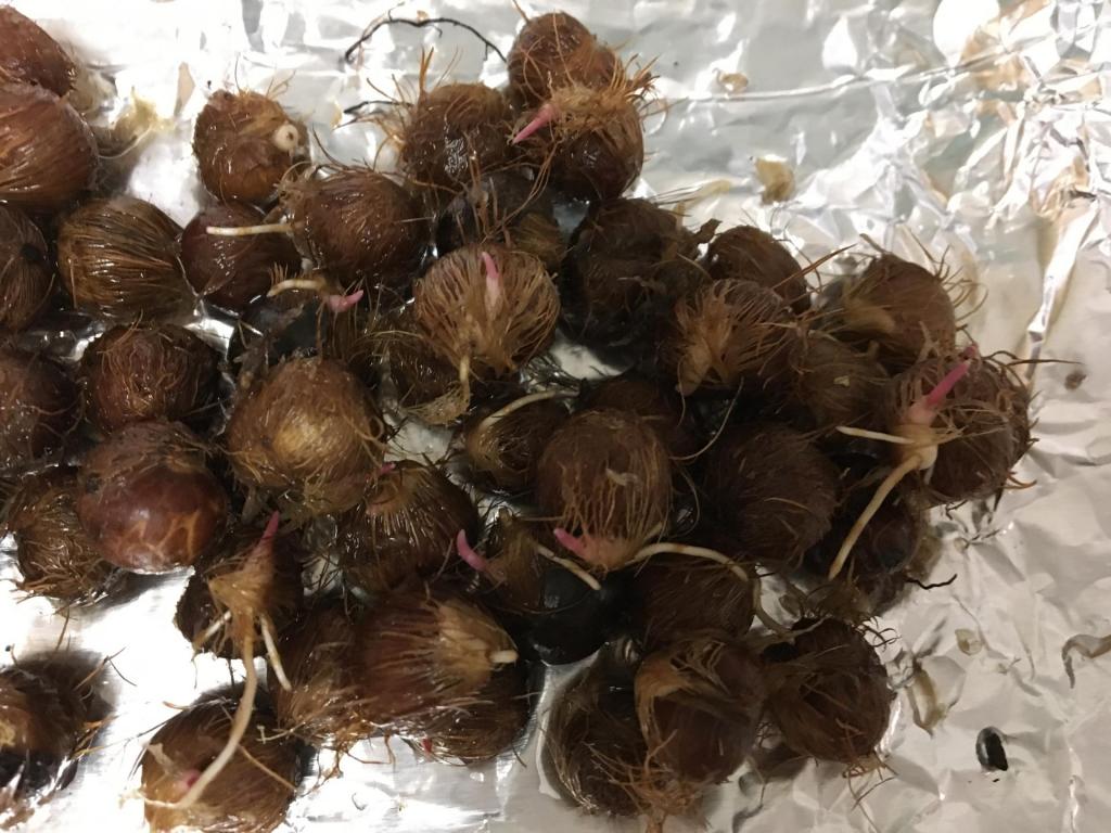 Euterpe oleracea sprouts - For Sale - PalmTalk