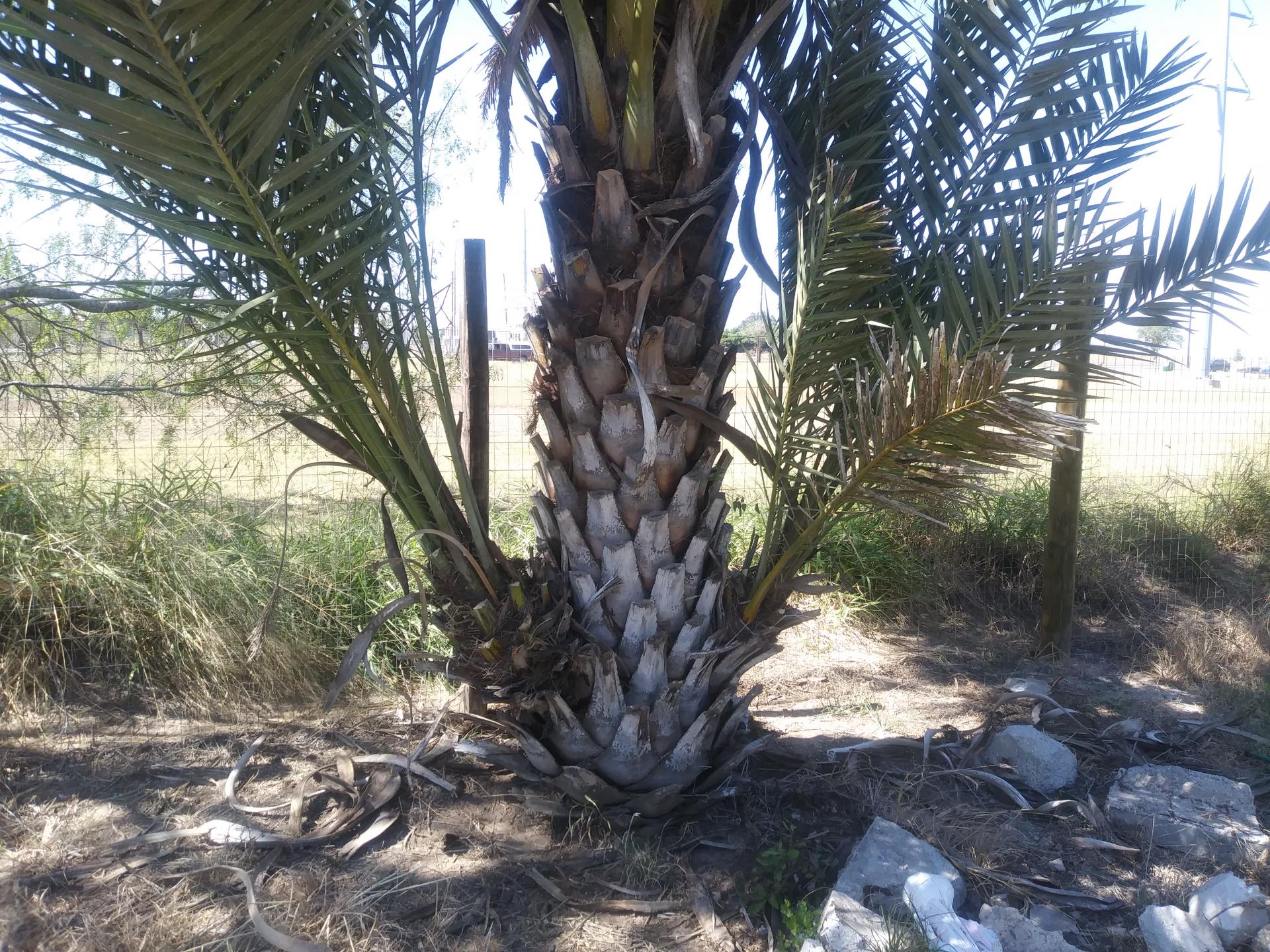 phoenix-dactylifera-date-palm-pups-discussing-palm-trees-worldwide