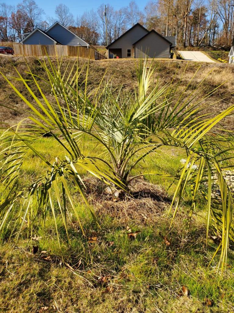 Pruning Pindo Cold Hardy Palms Palmtalk