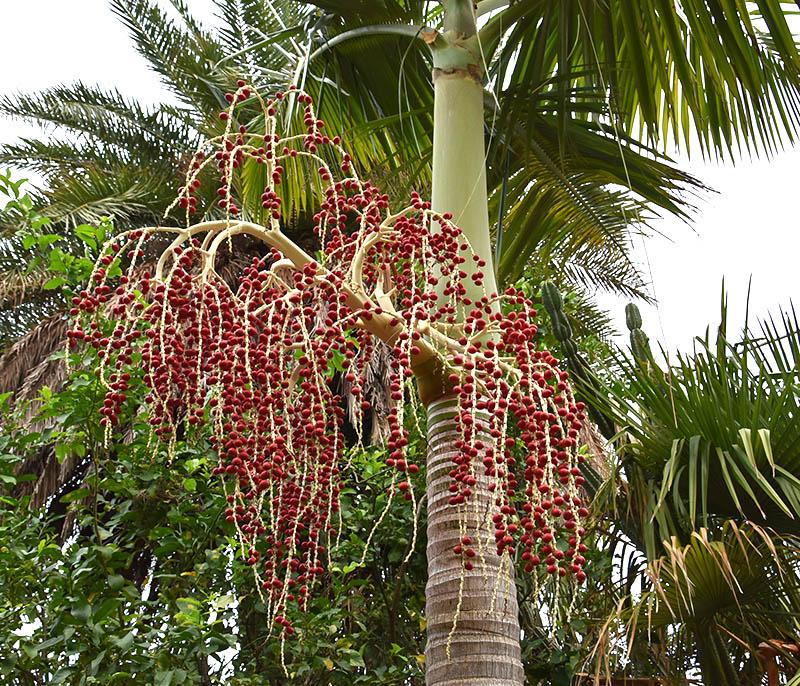 Archontophoenix tuckeri - DISCUSSING PALM TREES WORLDWIDE - PalmTalk