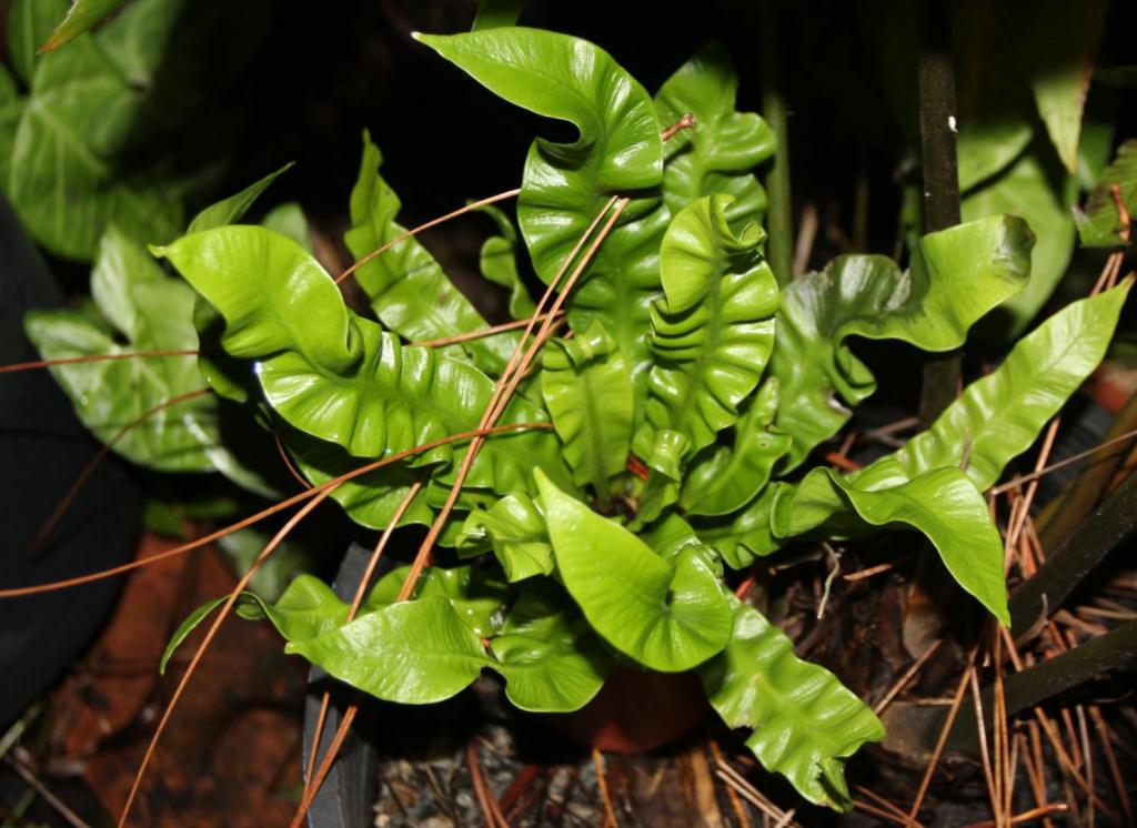 asplenium crispy waves.jpg